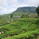 wzgórza herbaciane