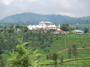 fabryka herbaty