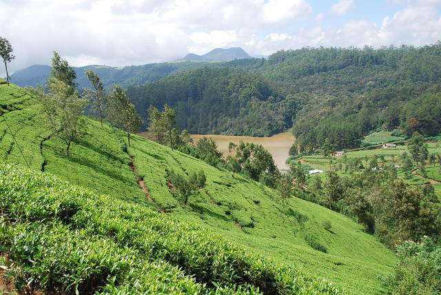wzgórza herbaciane