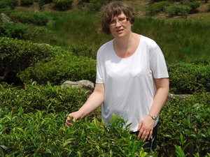 zbieraczka herbaty