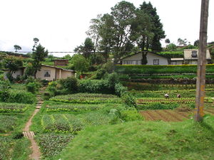 uprawa warzyw
