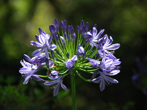 w ogrodzie  botanicznym w Nuwara Eliya