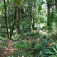 ogród botaniczny w Nuwara Eliya