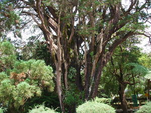 ogród botaniczny w Nuwara Eliya