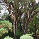 ogród botaniczny w Nuwara Eliya