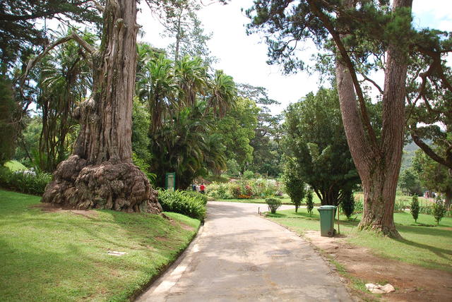 ogród botaniczny w Nuwara Eliya