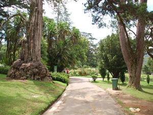 ogród botaniczny w Nuwara Eliya