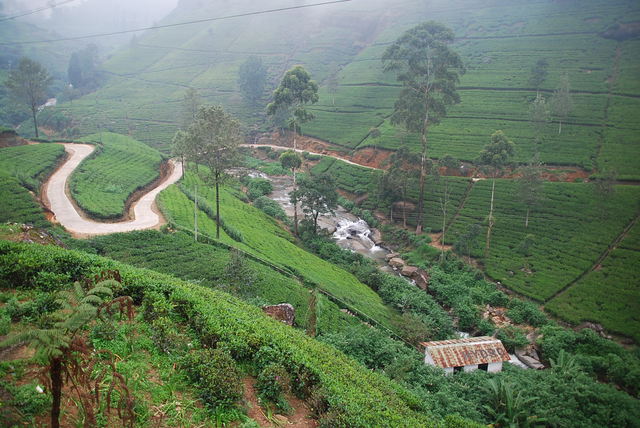 i znów herbaciane wzgórza