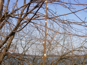 Wiosna - okolice Prabut