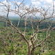 438169 - Sigiriya ósmy cud świata