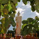 Budda w drodze do Dambulla
