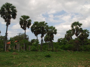 Kanniyai