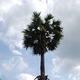 palma kokosowa