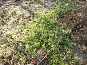 Wiosna - okolice Lubawy