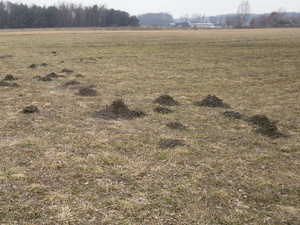 Wiosna - okolice Lubawy