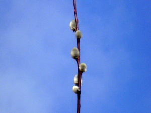 Wiosna - okolice Lubawy
