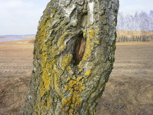 Wiosna - okolice Lubawy