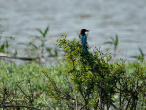 king fisher