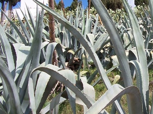 Kaktusowy las