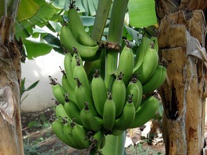 Banany Canico de Baixo