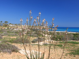 Agia Napa