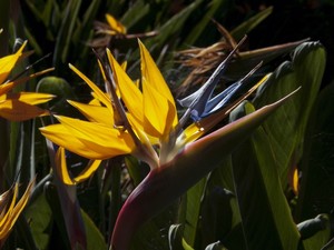 Ogród Botaniczny w Funchal