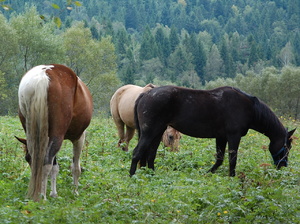 Bieszczady 