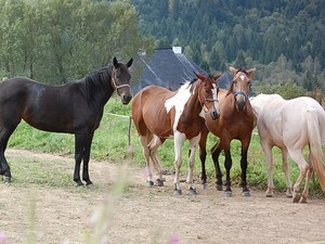 Bieszczady 