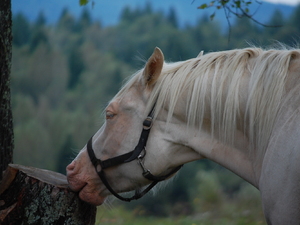 Bieszczady 