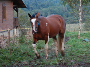 Bieszczady 