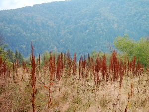 Bieszczady 