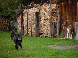 Bieszczady 