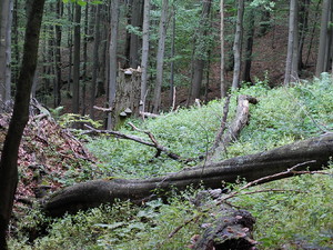 Bieszczady 