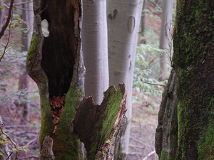 Bieszczady 