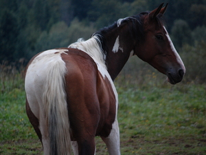 Bieszczady 