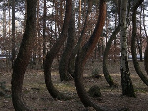 krzywy las 3