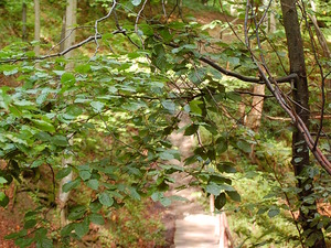 Bieszczady