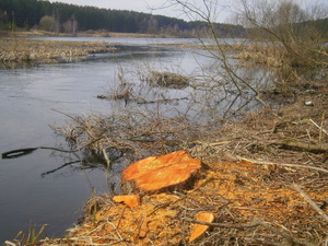 Wiosna - okolice Lubawy