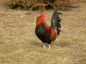Wiosna - okolice Lubawy