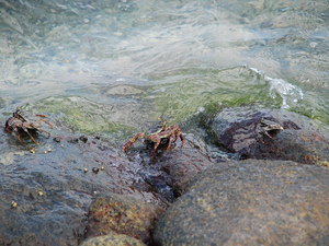 oceaniczne stwory