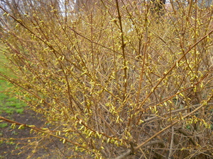Wiosna - Toruń