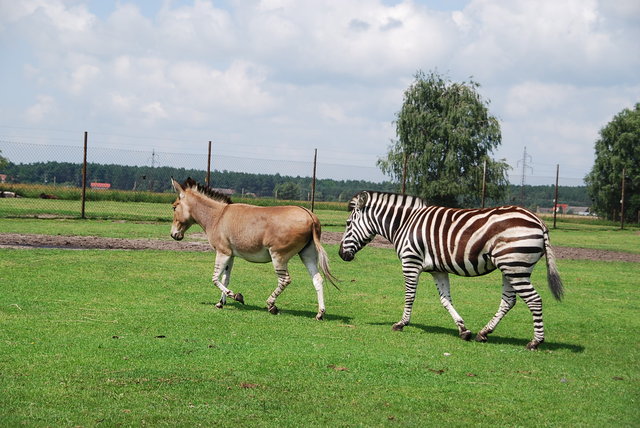 nie  trzymają kroku