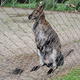kangur jaki jest kazdy widzi