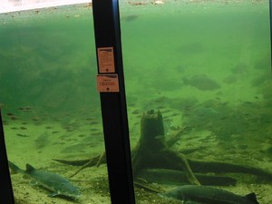 w Aqua Ferskvans Aquarium (2)
