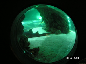 oceanarium Kattegatcentret w Grenie (2)