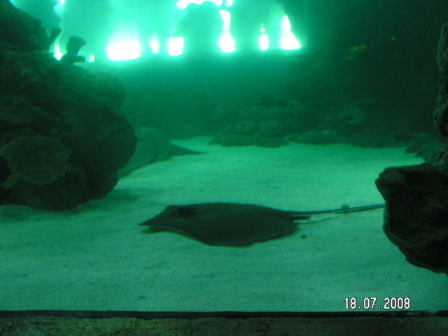 oceanarium Kattegatcentret w Grenie (3)