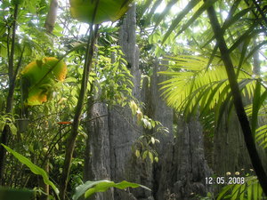 termitiera w Randers Regnskov 