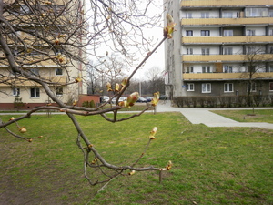 Wiosna - Warszawa