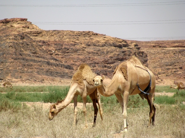 Wielbłady z Wadi Rum 