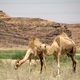 Wielbłady z Wadi Rum 